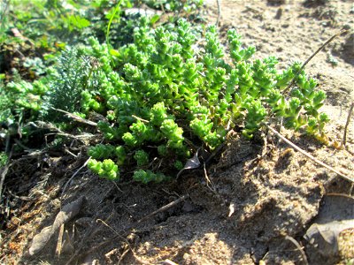Scharfer Mauerpfeffer (Sedum acre) im Landschaftsschutzgebiet „Oftersheimer Dünen“