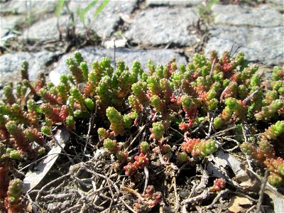 Scharfer Mauerpfeffer (Sedum acre) an der A620 in Alt-Saarbrücken