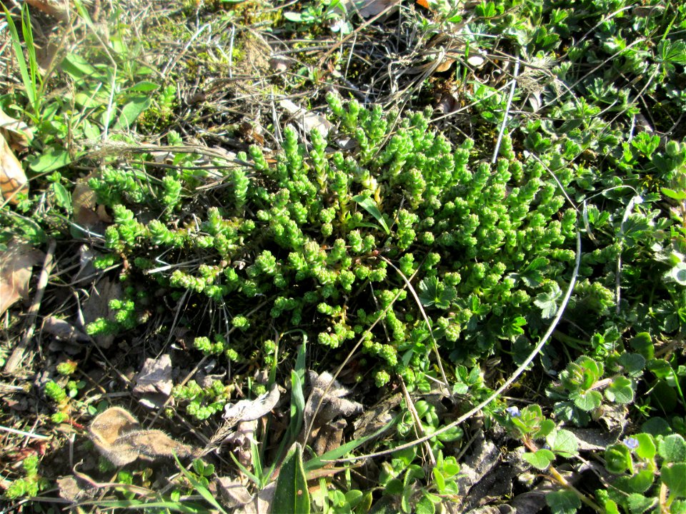 Scharfer Mauerpfeffer (Sedum acre) im Landschaftsschutzgebiet „Oftersheimer Dünen“
