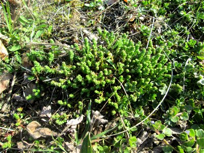 Scharfer Mauerpfeffer (Sedum acre) im Landschaftsschutzgebiet „Oftersheimer Dünen“