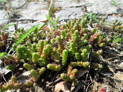 Scharfer Mauerpfeffer (Sedum acre) an der A620 in Alt-Saarbrücken