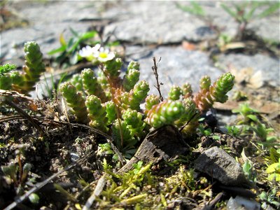 Scharfer Mauerpfeffer (Sedum acre) an der A620 in Alt-Saarbrücken