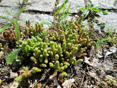 Scharfer Mauerpfeffer (Sedum acre) an der A620 in Alt-Saarbrücken