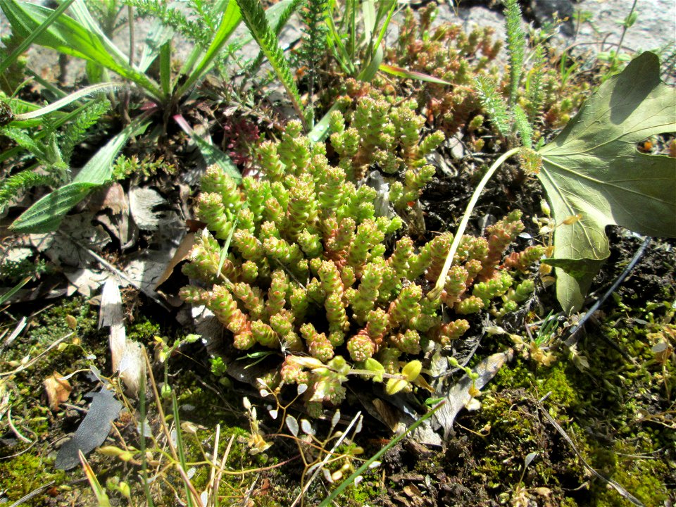 Scharfer Mauerpfeffer (Sedum acre) an der A620 in Alt-Saarbrücken