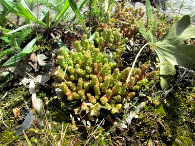 Scharfer Mauerpfeffer (Sedum acre) an der A620 in Alt-Saarbrücken