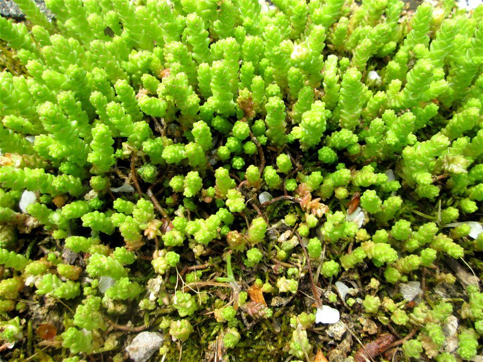 Scharfer Mauerpfeffer (Sedum acre) am Tierfriedhof im Landschaftsschutzgebiet „Drahtzugweiher und das Habsterwiesental“ in Alt-Saarbrücken