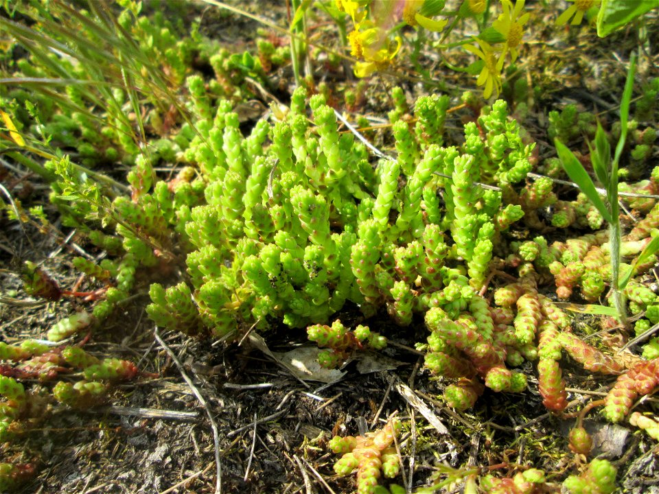 Scharfer Mauerpfeffer (Sedum acre) an der Friedenshöhe im Naturschutzgebiet „Oftersheimer Dünen“