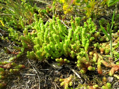 Scharfer Mauerpfeffer (Sedum acre) an der Friedenshöhe im Naturschutzgebiet „Oftersheimer Dünen“