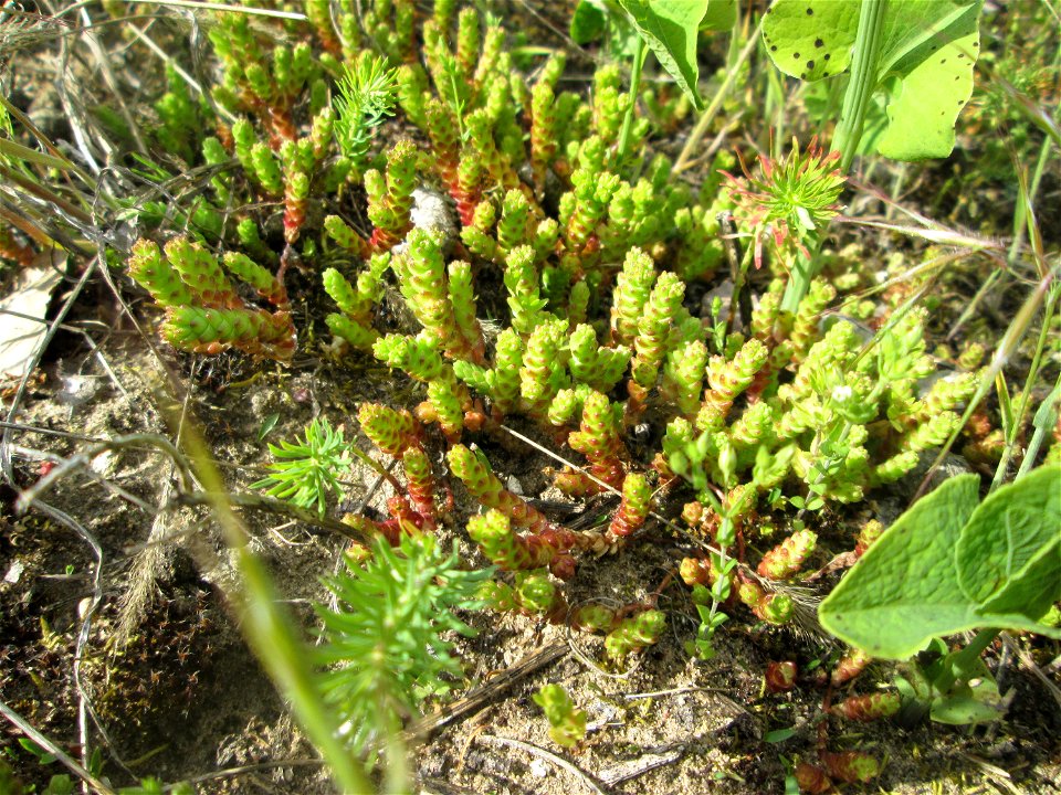 Scharfer Mauerpfeffer (Sedum acre) an der Friedenshöhe im Naturschutzgebiet „Oftersheimer Dünen“