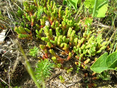 Scharfer Mauerpfeffer (Sedum acre) an der Friedenshöhe im Naturschutzgebiet „Oftersheimer Dünen“