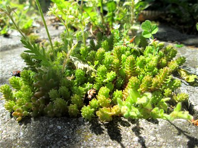 Milder Mauerpfeffer (Sedum sexangulare) in Hockenheim