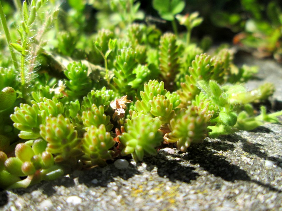 Milder Mauerpfeffer (Sedum sexangulare) in Hockenheim