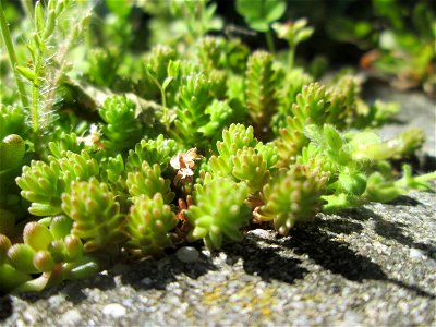 Milder Mauerpfeffer (Sedum sexangulare) in Hockenheim