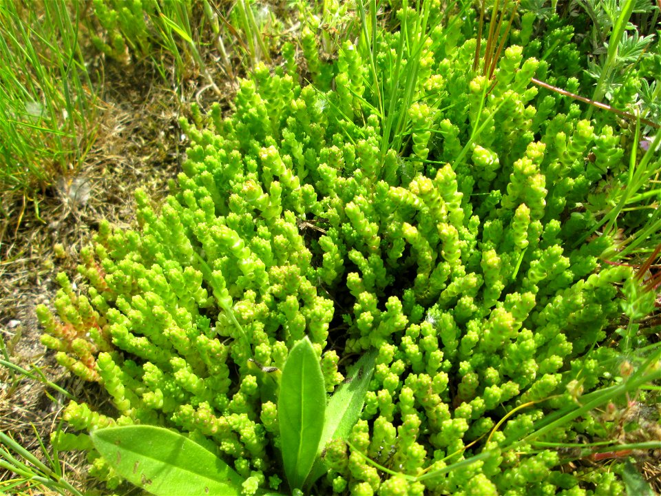 Scharfer Mauerpfeffer (Sedum acre) am Hochwasserrückhaltebecken im Naturschutzgebiet „Bachwiesen/Leopoldswiesen“ im Hockenheimer Rheinbogen