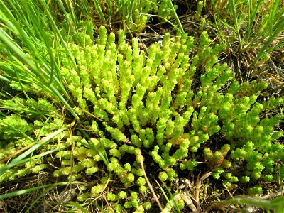 Scharfer Mauerpfeffer (Sedum acre) am Hochwasserrückhaltebecken im Naturschutzgebiet „Bachwiesen/Leopoldswiesen“ im Hockenheimer Rheinbogen