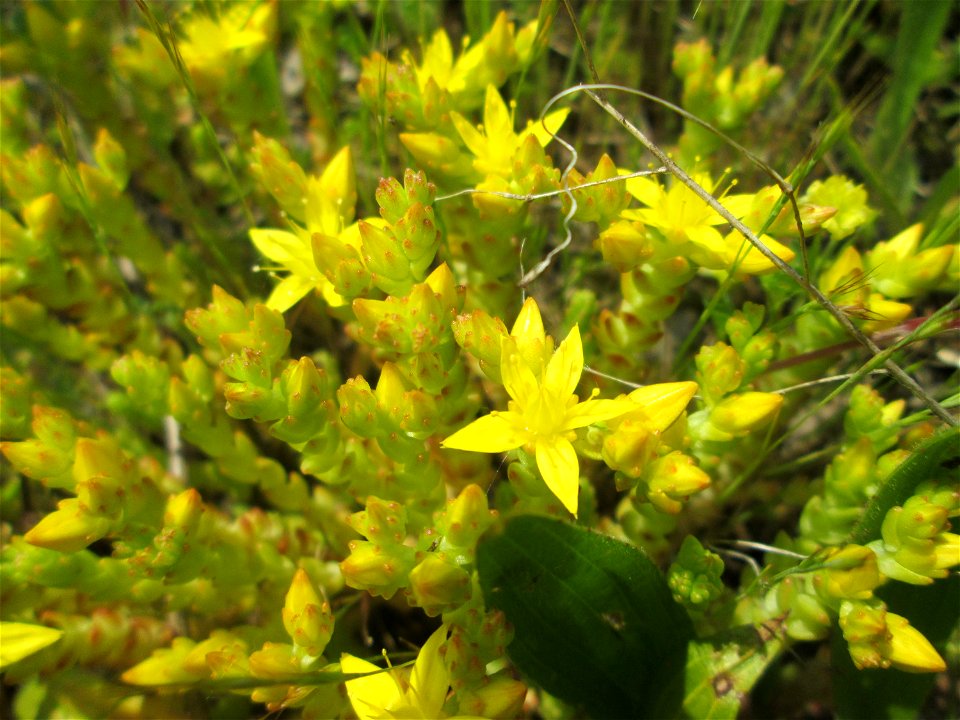 Scharfer Mauerpfeffer (Sedum acre) am Rand vom Landschaftsschutzgebiet „Hockenheimer Rheinbogen“