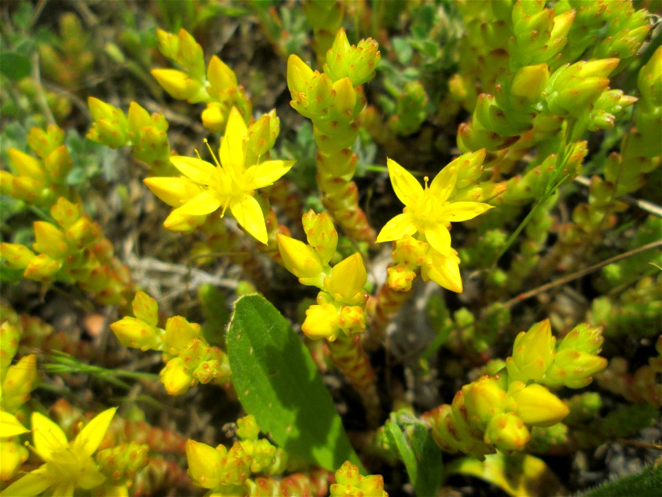 Scharfer Mauerpfeffer (Sedum acre) am Rand vom Landschaftsschutzgebiet „Hockenheimer Rheinbogen“