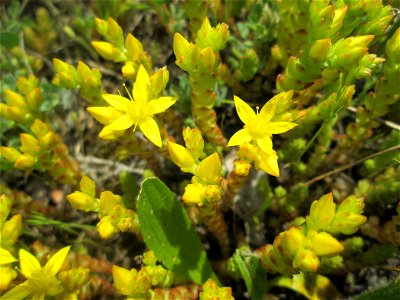 Scharfer Mauerpfeffer (Sedum acre) am Rand vom Landschaftsschutzgebiet „Hockenheimer Rheinbogen“