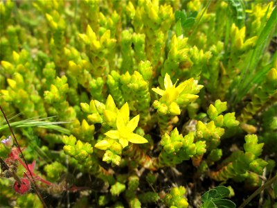 Scharfer Mauerpfeffer (Sedum acre) am Rand vom Landschaftsschutzgebiet „Hockenheimer Rheinbogen“