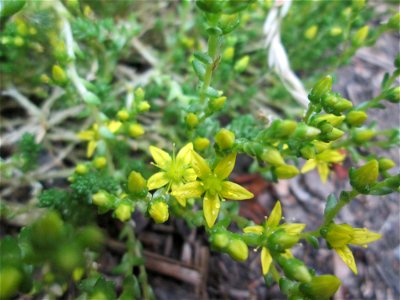 Scharfer Mauerpfeffer (Sedum acre) im Naturschutzgebiet „St. Arnualer Wiesen“