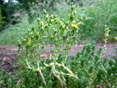Scharfer Mauerpfeffer (Sedum acre) im Naturschutzgebiet „St. Arnualer Wiesen“