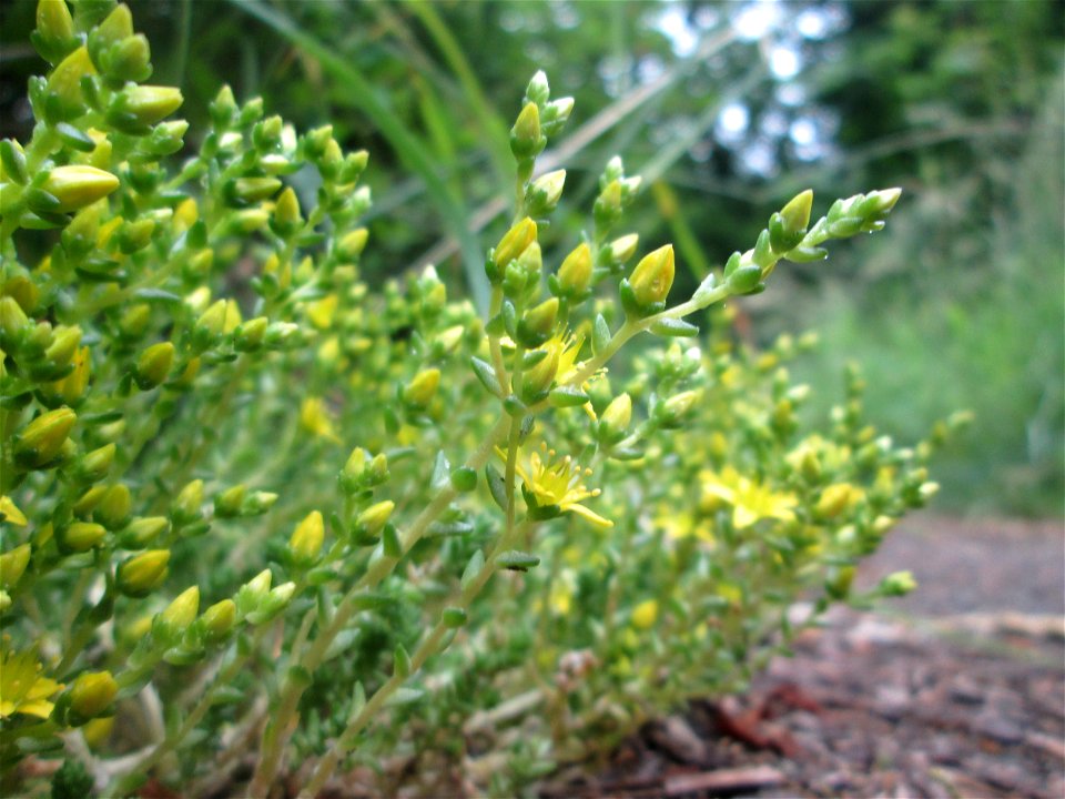 Scharfer Mauerpfeffer (Sedum acre) im Naturschutzgebiet „St. Arnualer Wiesen“