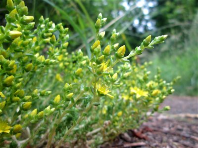 Scharfer Mauerpfeffer (Sedum acre) im Naturschutzgebiet „St. Arnualer Wiesen“