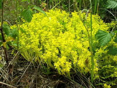 Scharfer Mauerpfeffer (Sedum acre) auf dem Gelände der ehem. Halberger Hütte in Brebach