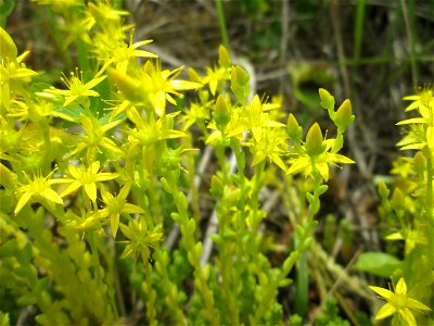 Scharfer Mauerpfeffer (Sedum acre) auf dem Gelände der ehem. Halberger Hütte in Brebach