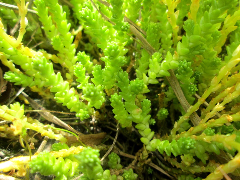 Scharfer Mauerpfeffer (Sedum acre) auf dem Gelände der ehem. Halberger Hütte in Brebach