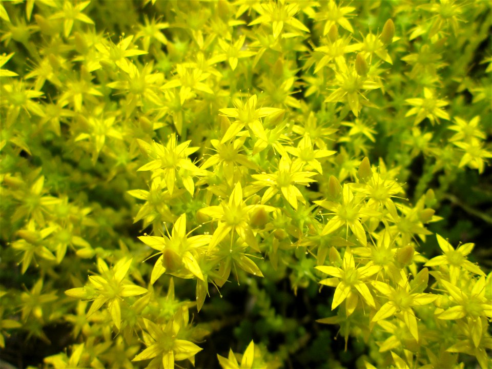 Scharfer Mauerpfeffer (Sedum acre) auf dem Gelände der ehem. Halberger Hütte in Brebach