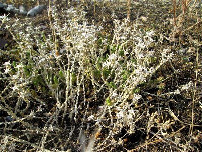 Scharfer Mauerpfeffer (Sedum acre) auf einem Parkplatz in Brebach