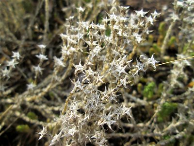 Scharfer Mauerpfeffer (Sedum acre) auf einem Parkplatz in Brebach