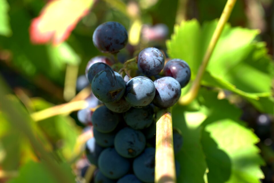 Grapevine vines vine