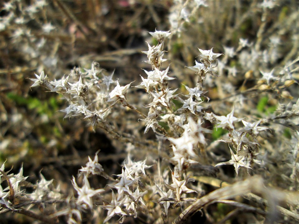 Scharfer Mauerpfeffer (Sedum acre) auf einem Parkplatz in Brebach
