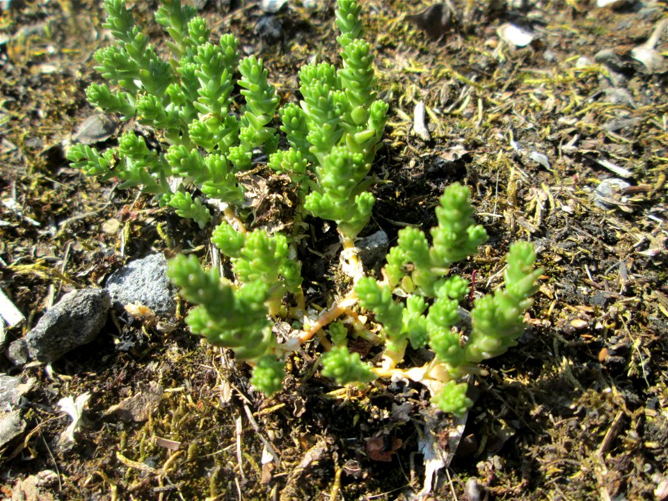 Scharfer Mauerpfeffer (Sedum acre) im Naturschutzgebiet „St. Arnualer Wiesen“