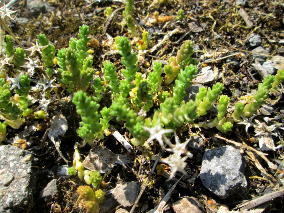 Scharfer Mauerpfeffer (Sedum acre) im Naturschutzgebiet „St. Arnualer Wiesen“