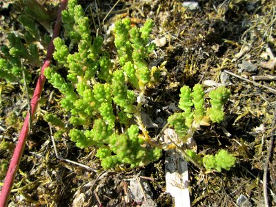 Scharfer Mauerpfeffer (Sedum acre) im Naturschutzgebiet „St. Arnualer Wiesen“