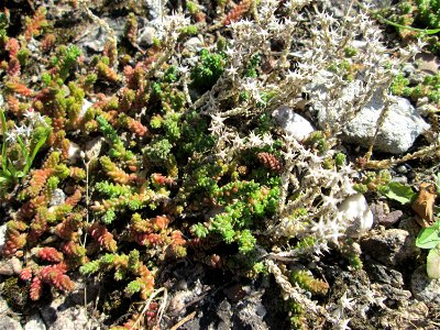Scharfer Mauerpfeffer (Sedum acre) in Bischmisheim