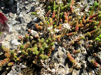 Scharfer Mauerpfeffer (Sedum acre) in Bischmisheim