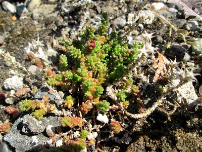 Scharfer Mauerpfeffer (Sedum acre) in Bischmisheim