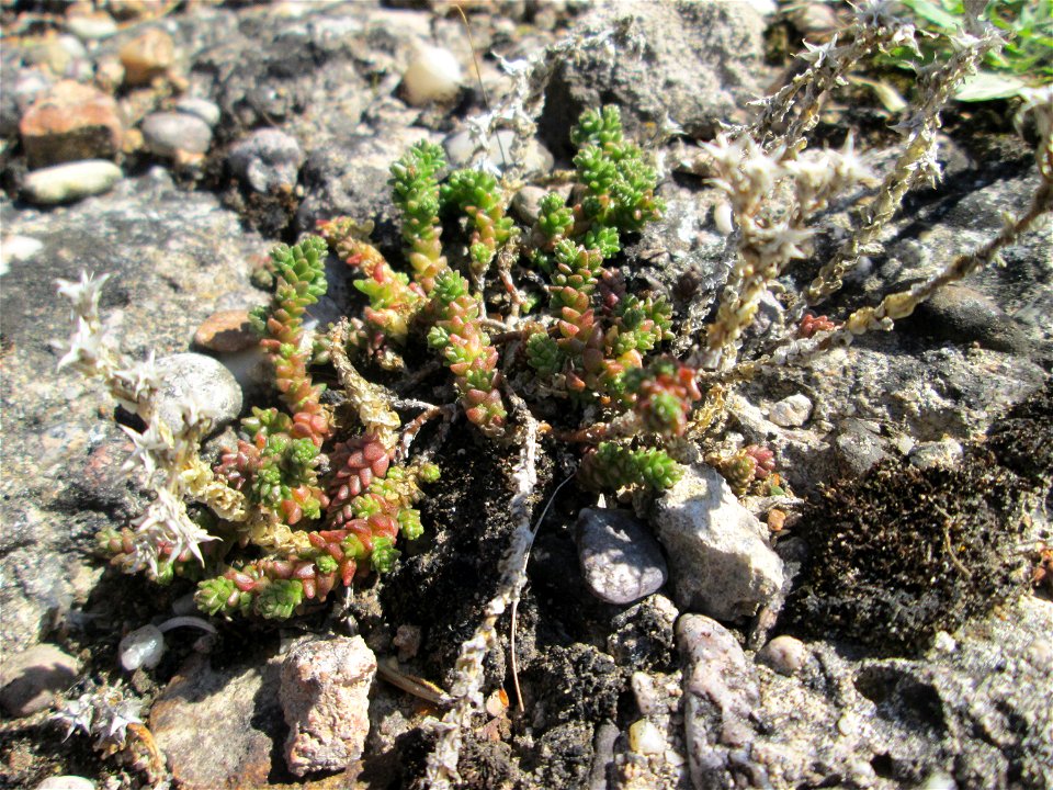 Scharfer Mauerpfeffer (Sedum acre) in Bischmisheim