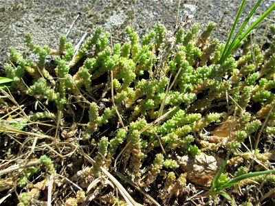 Scharfer Mauerpfeffer (Sedum acre) in Brebach