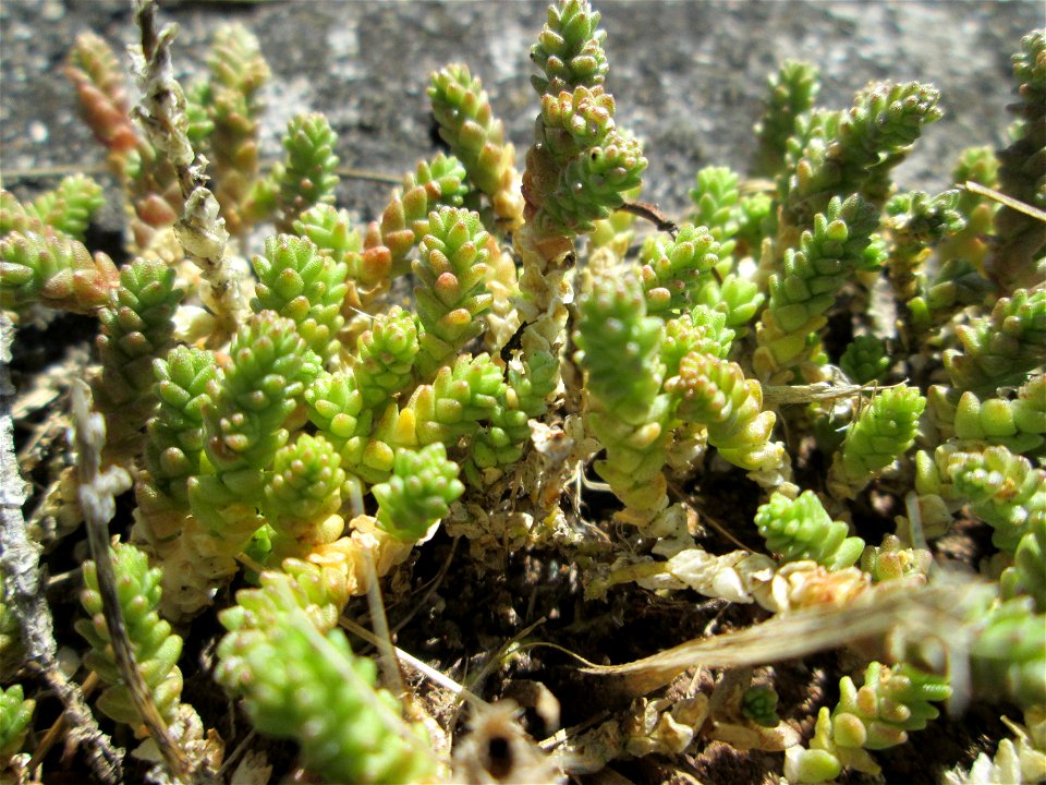Scharfer Mauerpfeffer (Sedum acre) in Brebach