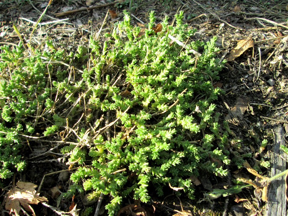 Scharfer Mauerpfeffer (Sedum acre) bei Kleinblittersdorf