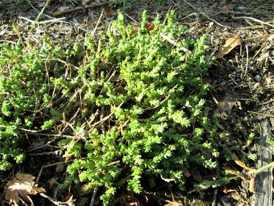 Scharfer Mauerpfeffer (Sedum acre) bei Kleinblittersdorf