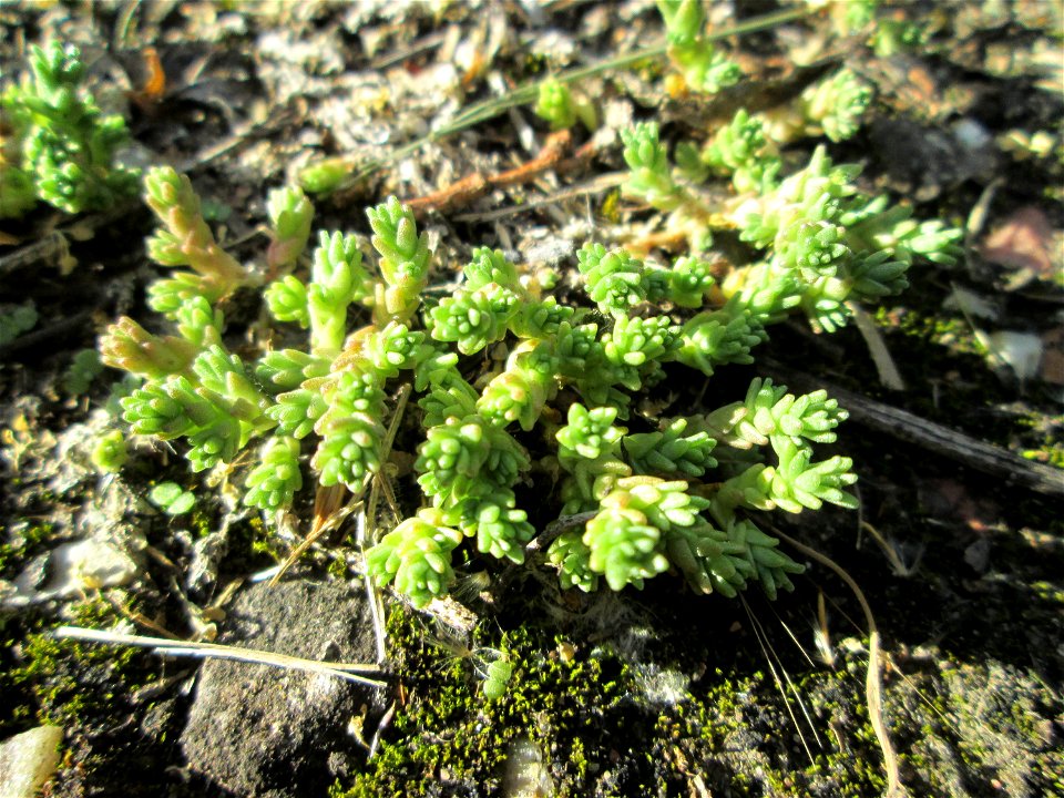 Scharfer Mauerpfeffer (Sedum acre) bei Kleinblittersdorf