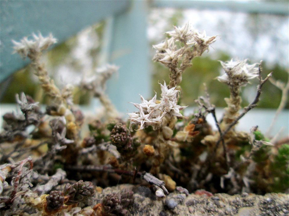Scharfer Mauerpfeffer (Sedum acre) im Bürgerpark Saarbrücken