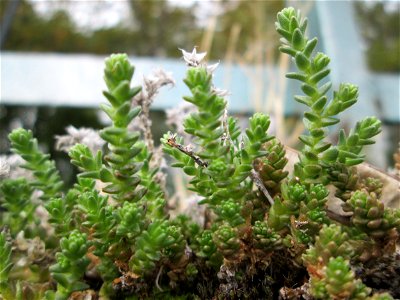 Scharfer Mauerpfeffer (Sedum acre) im Bürgerpark Saarbrücken