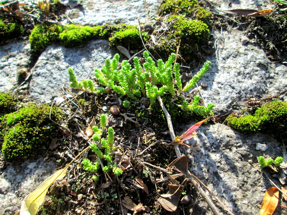 Scharfer Mauerpfeffer (Sedum acre) in Alt-Saarbrücken